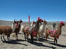 Sdamerika, Peru: Geschmckte Lamas